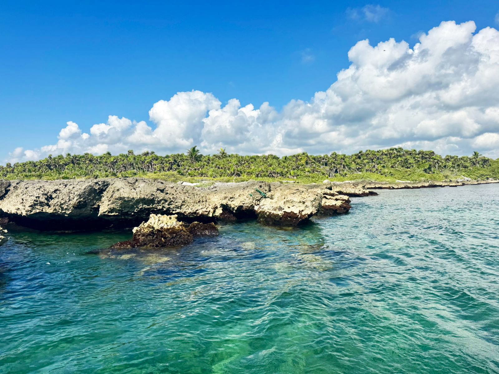 A limestone ledge over clear turquoise water, with palm jungle behind